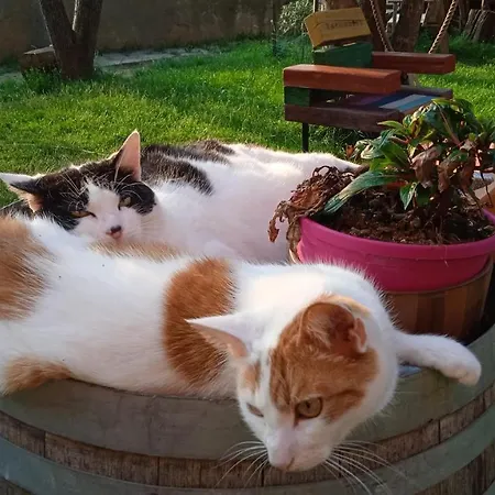 Oda ve Kahvaltı Pocoburro Ca' D'arte