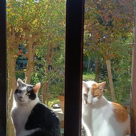 Pocoburro Ca' D'arte Oda ve Kahvaltı